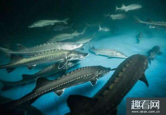 長江十大凶猛魚排名 長江中華鱘排第一 巨型肉食性魚類 Manbetx安装教程 Manbetx安装教程 19新万博app Manbetx客户端